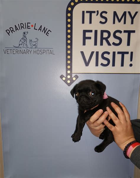 prairie lane veterinary hospital